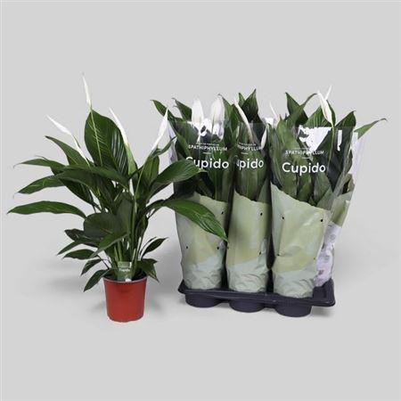 Горшечные цветы и растения оптом Spath Bingo Cupido 5+ от 6шт из Голландии с доставкой по России