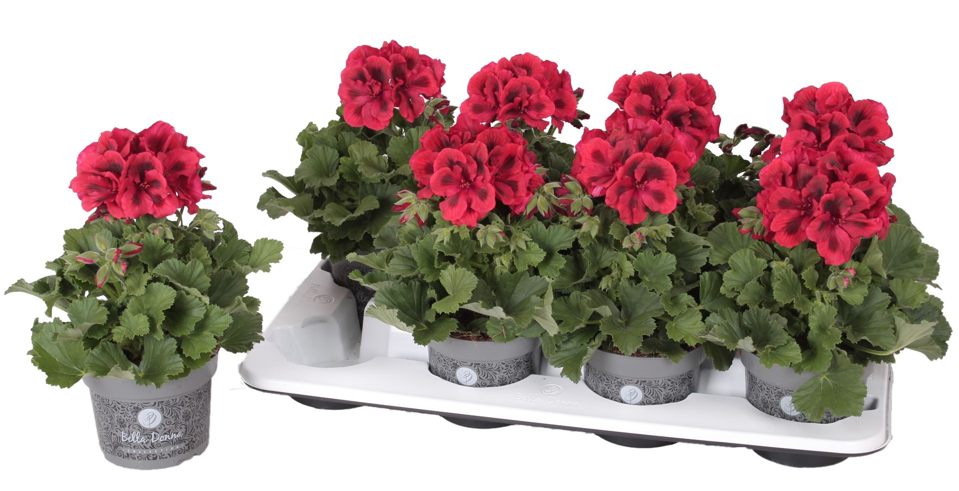 Горшечные цветы и растения оптом Pelargonium Gran.   .. от 8шт из Голландии с доставкой по России