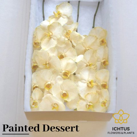 Срезанные цветы оптом Phalaenopsis paint dessert от 6шт. из Голландии с доставкой по России