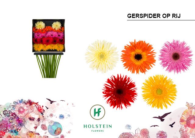 Срезанные цветы оптом Germini diamond gerspider mix от 20шт из Голландии с доставкой по России