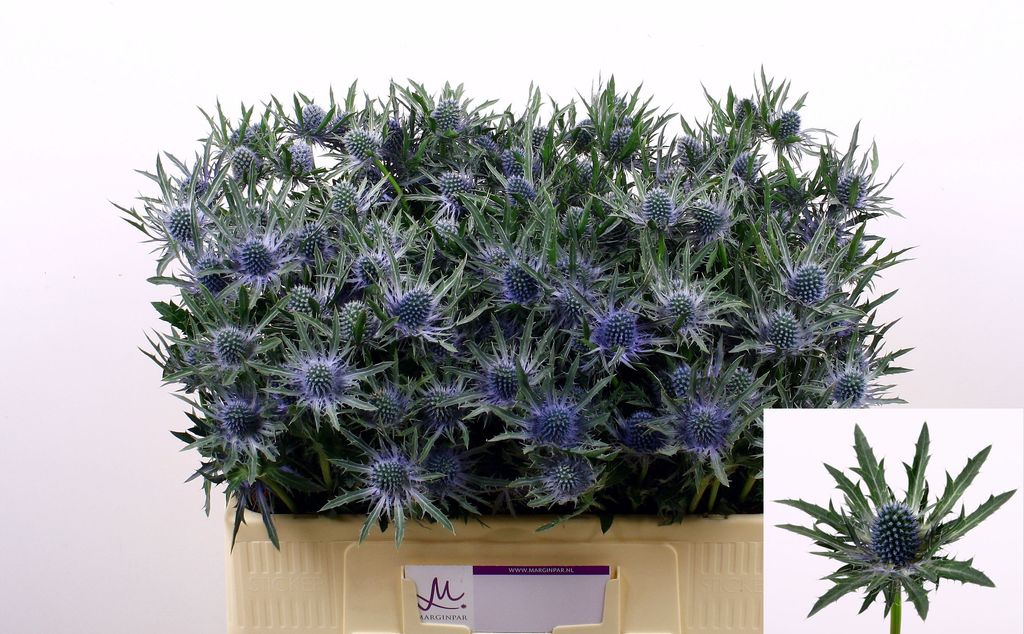 Срезанные цветы оптом Eryngium orion от 60шт. из Голландии с доставкой по России