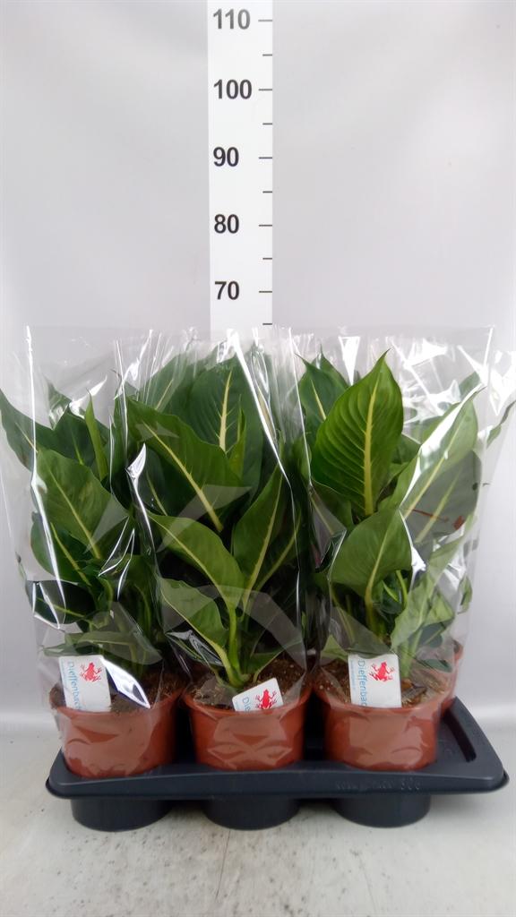 Горшечные цветы и растения оптом Dieffenbachia Green Magic от 6шт из Голландии с доставкой по России