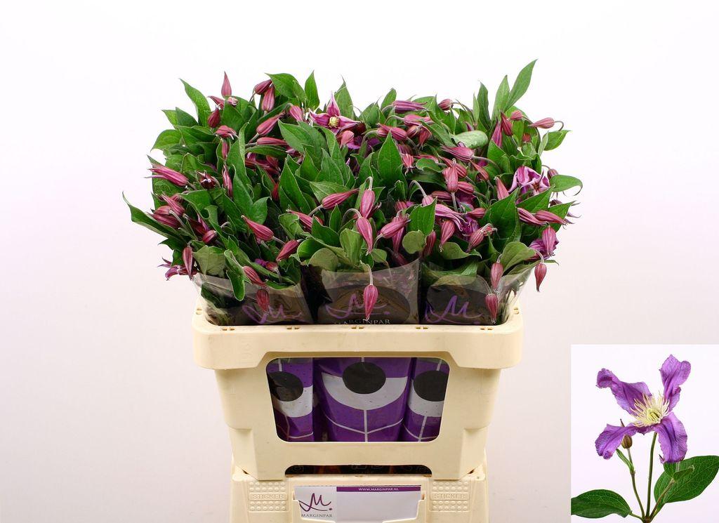 Срезанные цветы оптом Clematis amazing rome от 60шт. из Голландии с доставкой по России