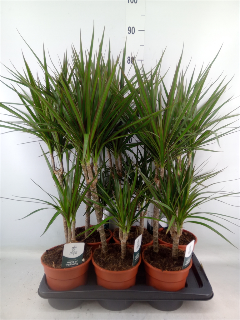 Горшечные цветы и растения оптом Dracaena Marg. от 6шт из Голландии с доставкой по России