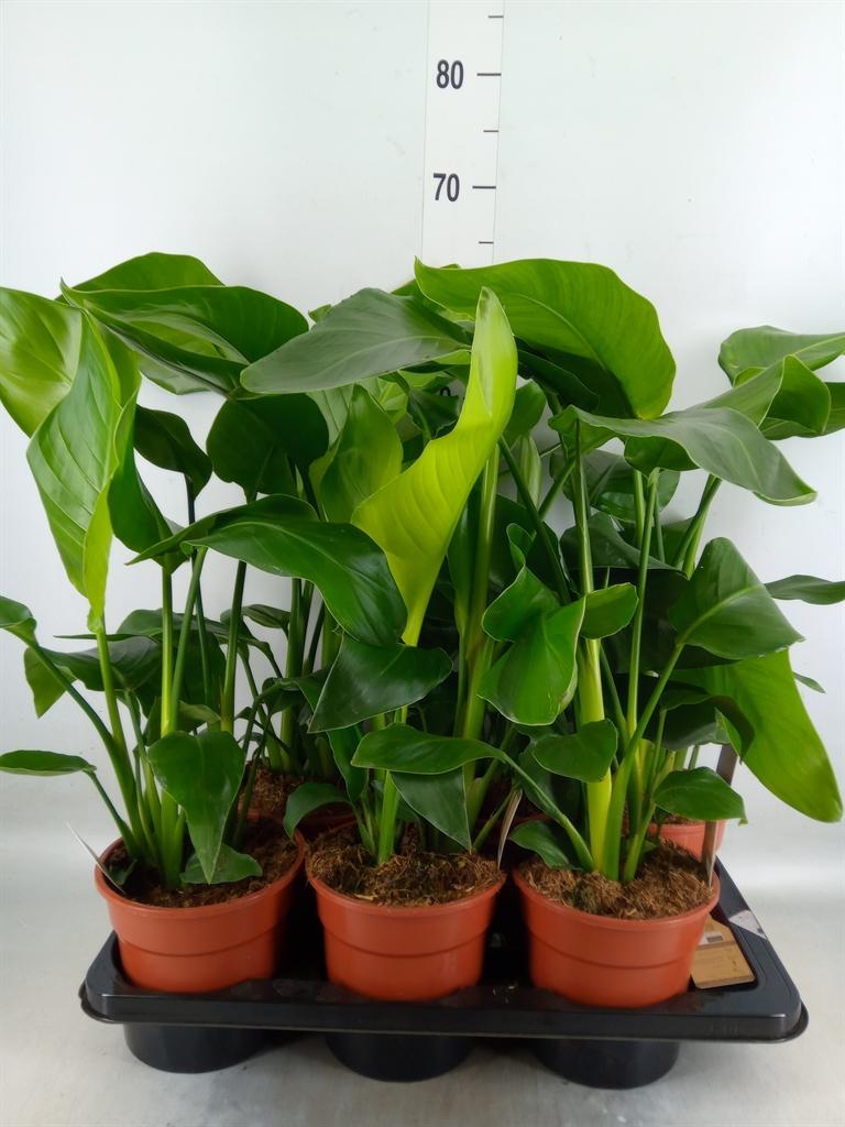 Горшечные цветы и растения оптом Strelitzia Nicolai от 6шт из Голландии с доставкой по России