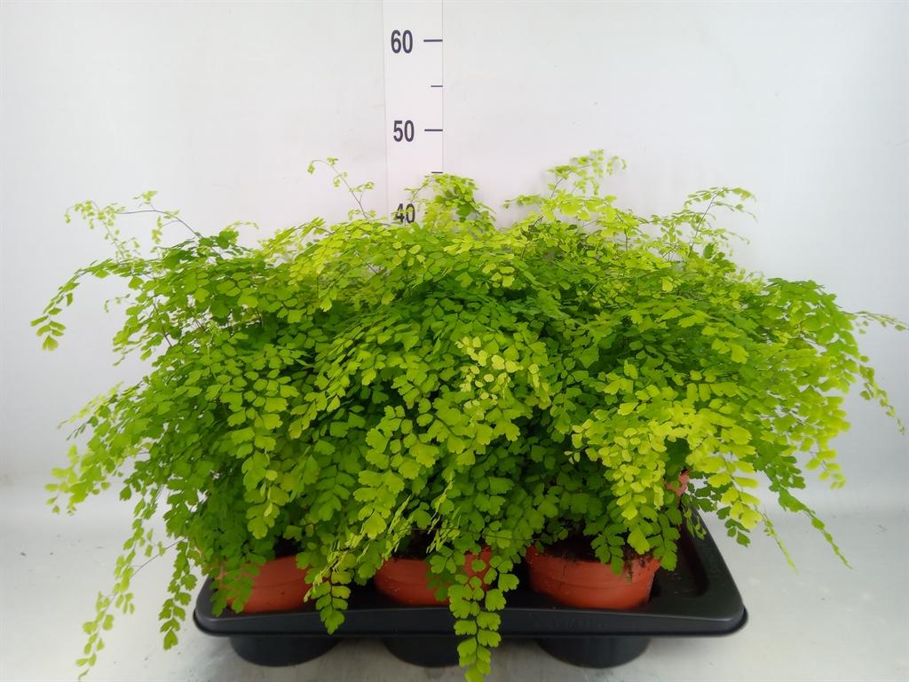 Горшечные цветы и растения оптом Adiantum Fragrans от 6шт из Голландии с доставкой по России