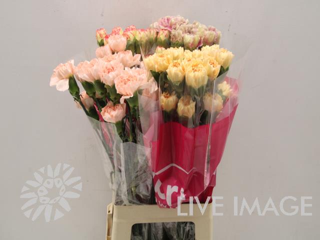 Срезанные цветы оптом Dianthus st mix in bucket от 80шт из Голландии с доставкой по России