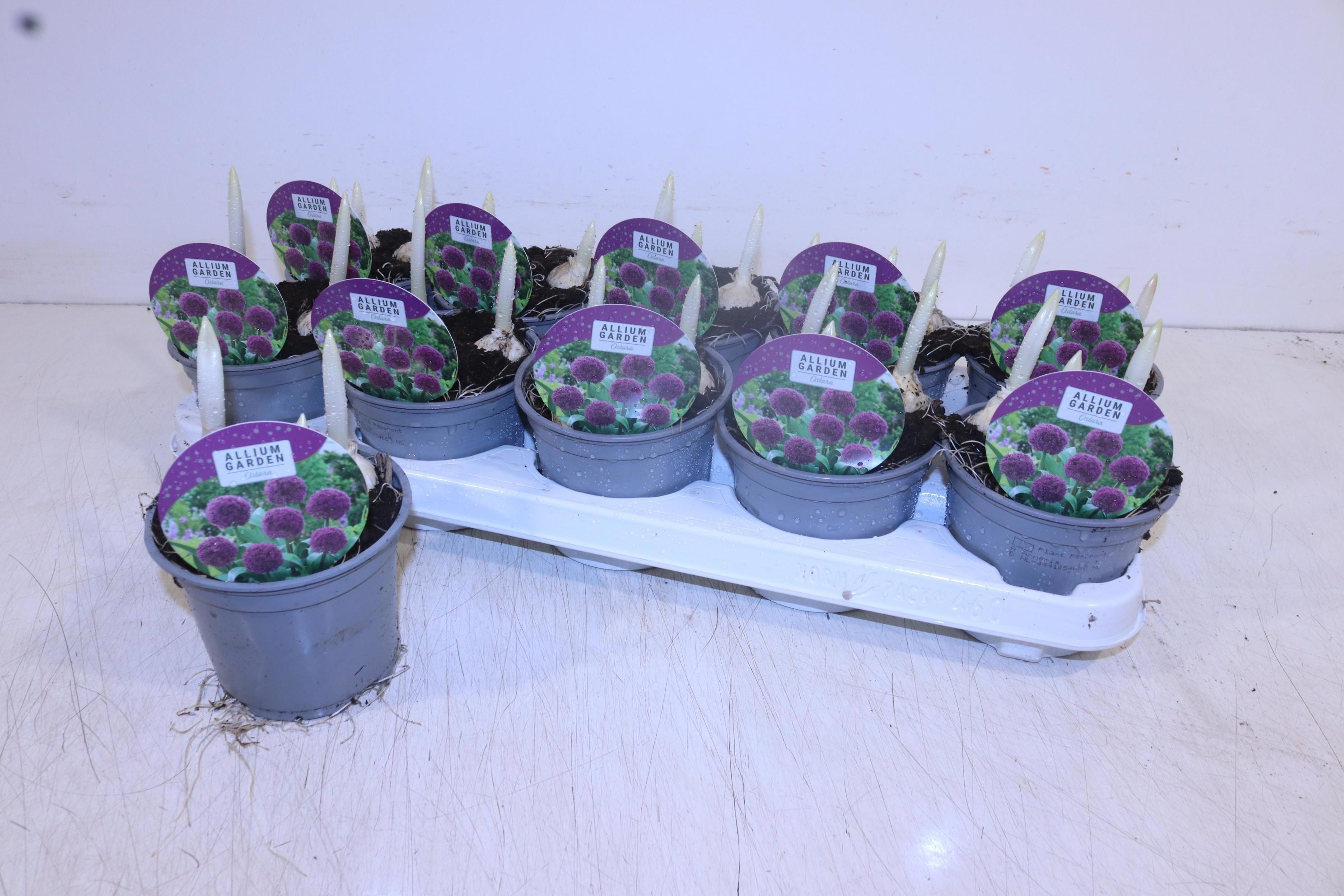 Горшечные цветы и растения оптом Alli Ostara от 10шт из Голландии с доставкой по России