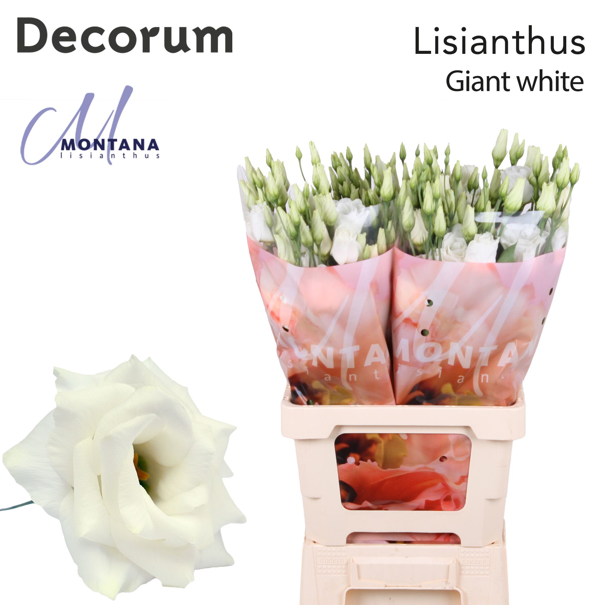 Срезанные цветы оптом Lisianthus do arena giant white от 20шт из Голландии с доставкой по России