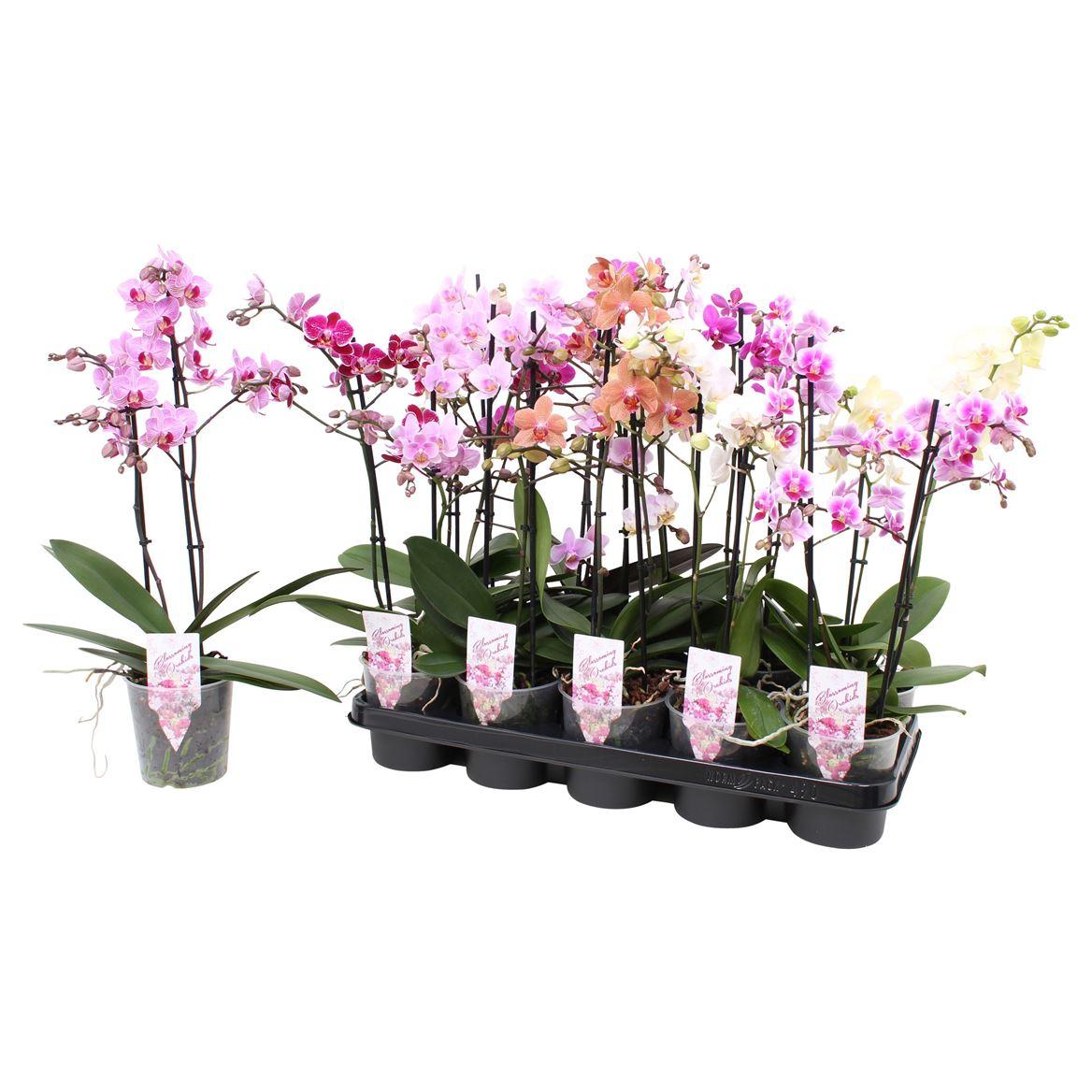 Горшечные цветы и растения оптом Phal Multi 2st Mix 22+ (pannekoek) от 10шт из Голландии с доставкой по России