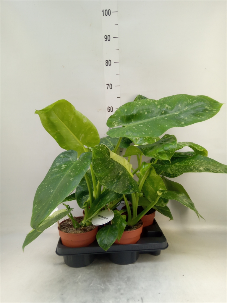 Горшечные цветы и растения оптом Philodendron   ... от 4шт из Голландии с доставкой по России