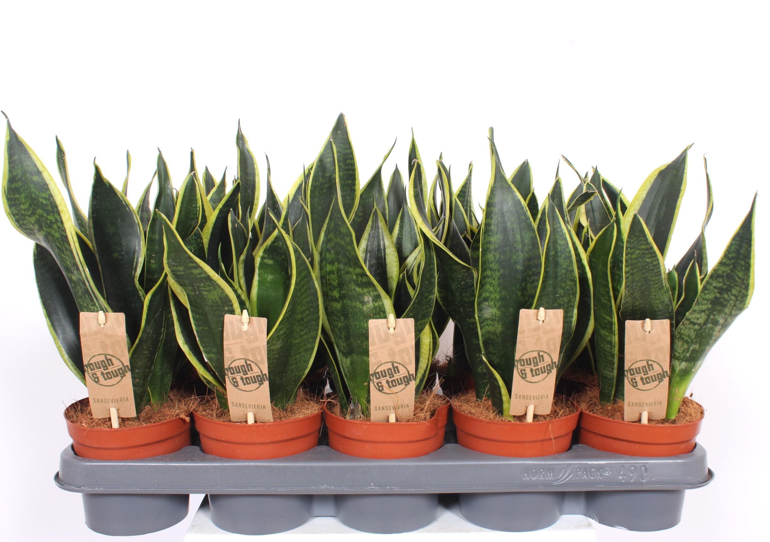 Горшечные цветы и растения оптом Sansevieria Black Superba от 10шт из Голландии с доставкой по России
