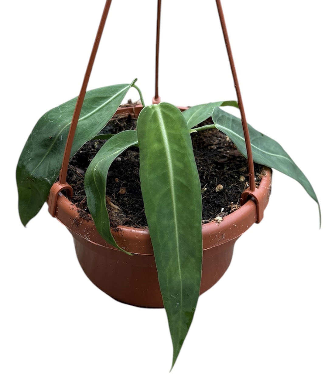 Горшечные цветы и растения оптом Anthurium Pallidiflorum от 1шт из Голландии с доставкой по России