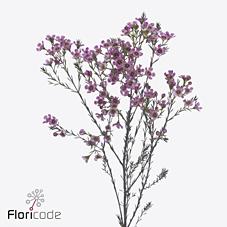 Срезанные цветы оптом Chamelaucium grand adi от 50шт из Голландии с доставкой по России