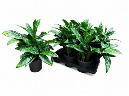 Горшечные цветы и растения оптом Aglaonema Kl Green Lady P17 от 6шт из Голландии с доставкой по России