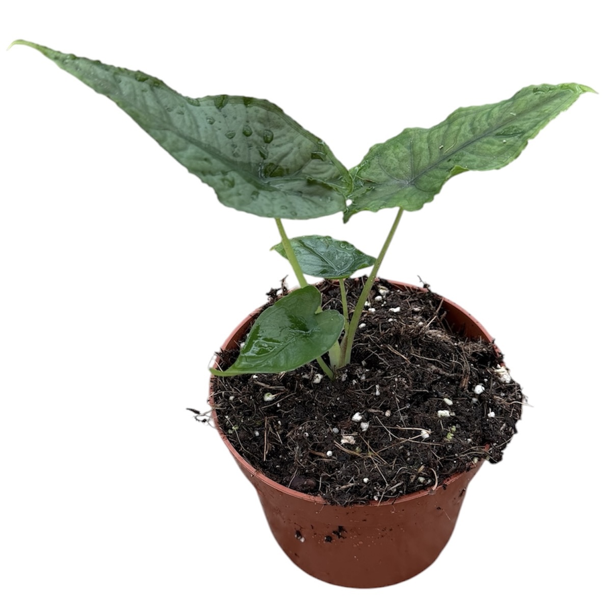 Горшечные цветы и растения оптом Alocasia Olanii от 1шт (для телеги) из Голландии с доставкой по России