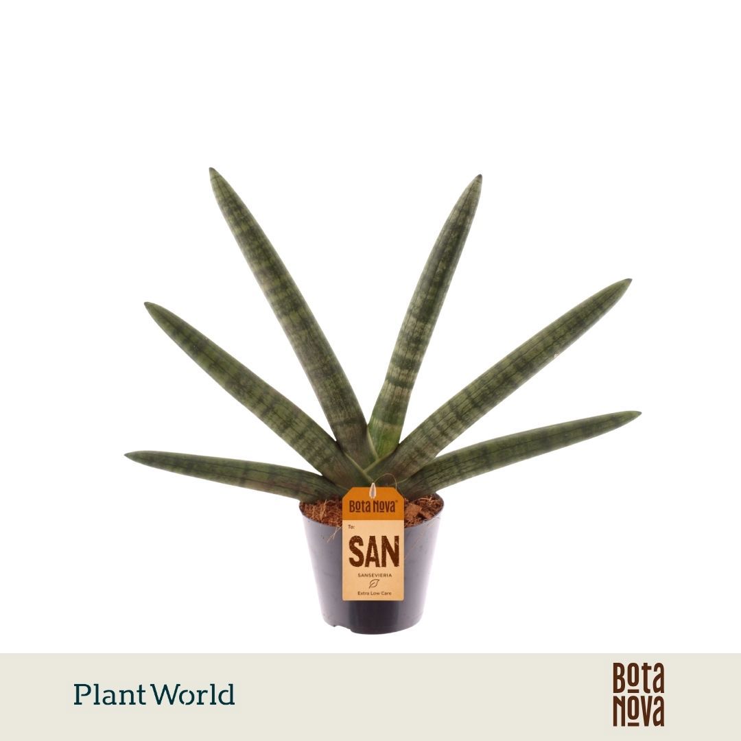 Горшечные цветы и растения оптом Sansevieria Skyline от 8шт из Голландии с доставкой по России