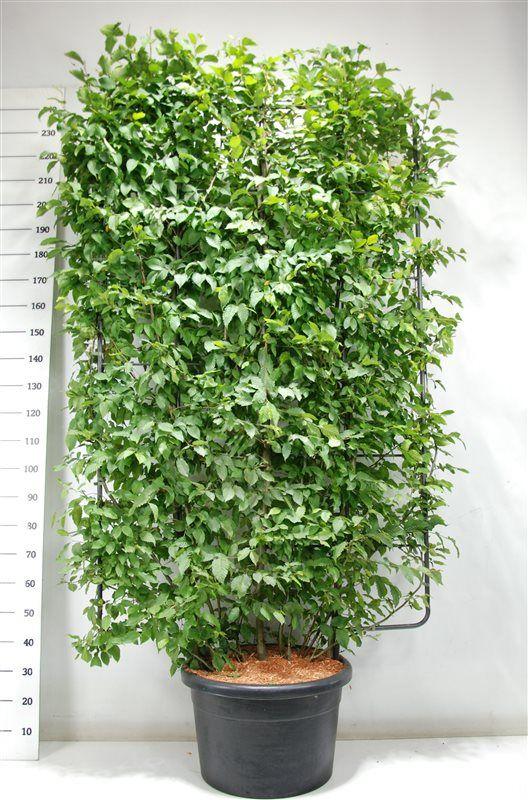 Горшечные цветы и растения оптом Carpinus Betulus Screen от 1шт из Голландии с доставкой по России