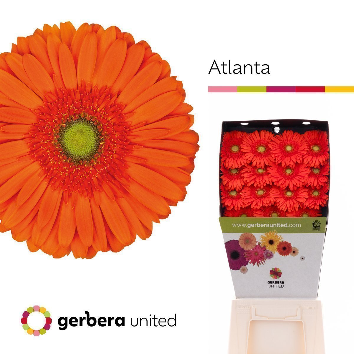 Срезанные цветы оптом Gerbera diamond atlanta от 15шт из Голландии с доставкой по России