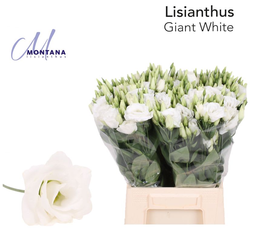 Срезанные цветы оптом Lisianthus do arena giant white от 50шт из Голландии с доставкой по России