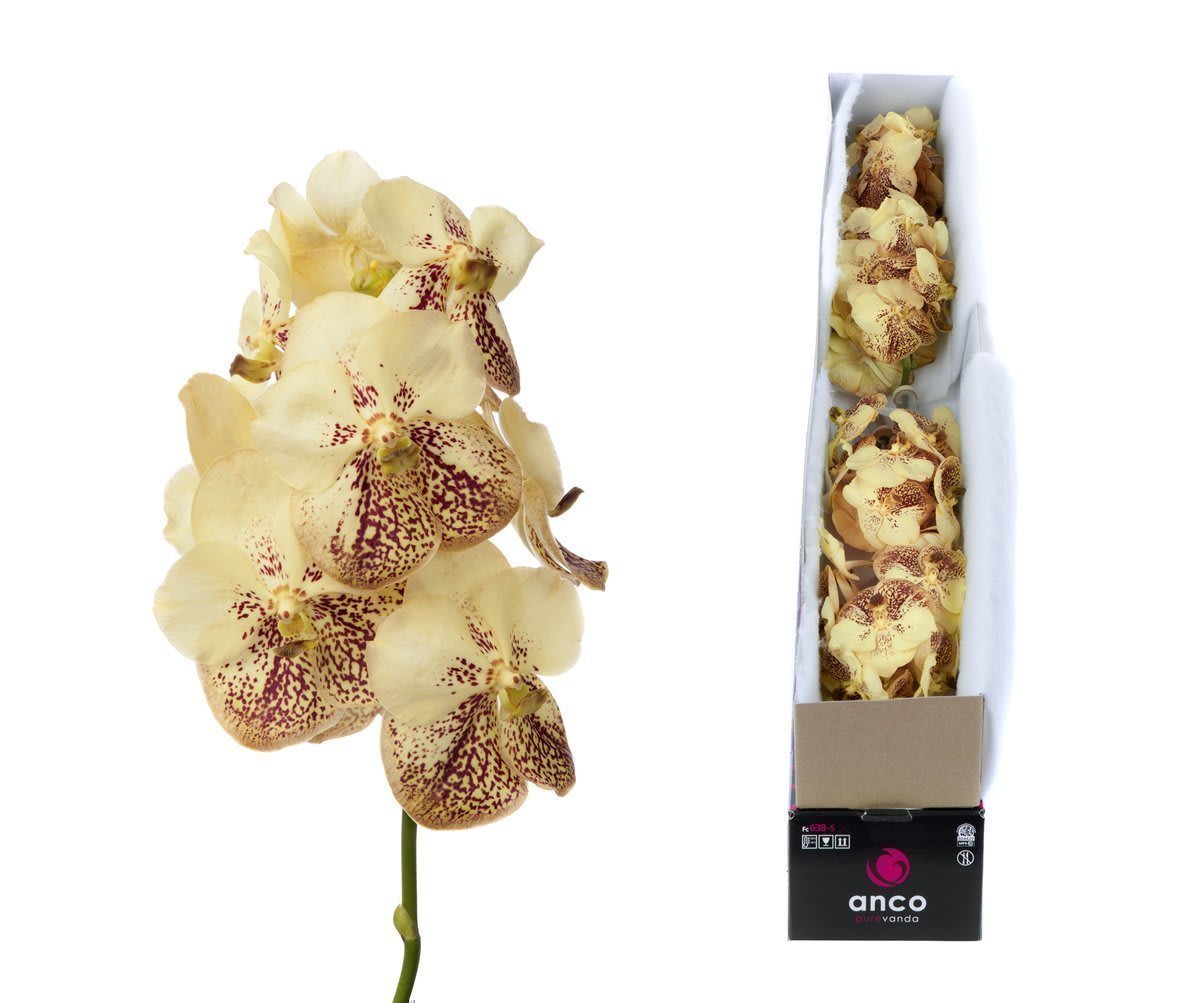 Срезанные цветы оптом Vanda sunanda yellow henna per stem от 20шт. из Голландии с доставкой по России