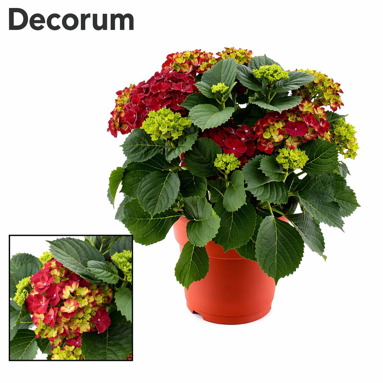 Горшечные цветы и растения оптом Hydrangea Ma Red 10+ Ton Sur Ton (decorum) от 1шт из Голландии с доставкой по России