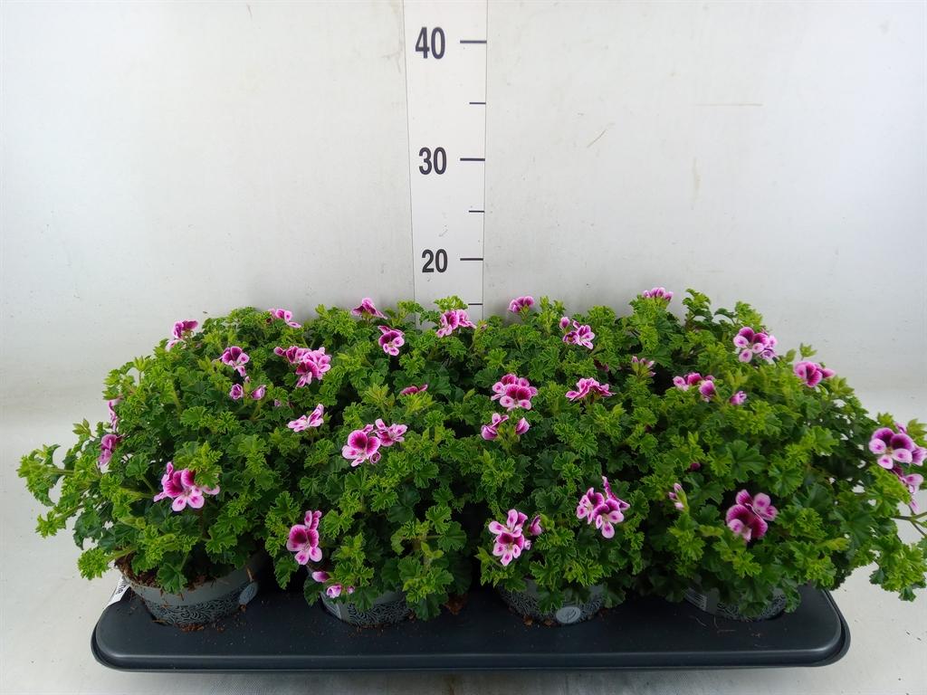 Горшечные цветы и растения оптом Pelargonium Gran.   .. от 8шт' из Голландии с доставкой по России