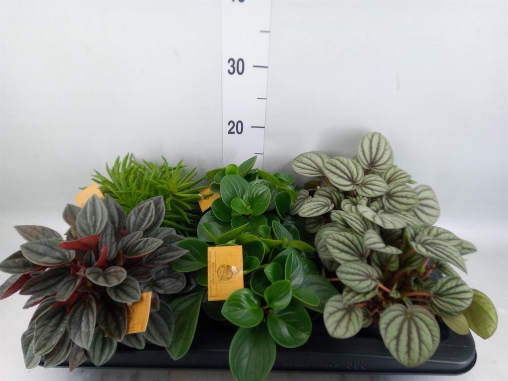Горшечные цветы и растения оптом Peperomia Mix от 6шт из Голландии с доставкой по России