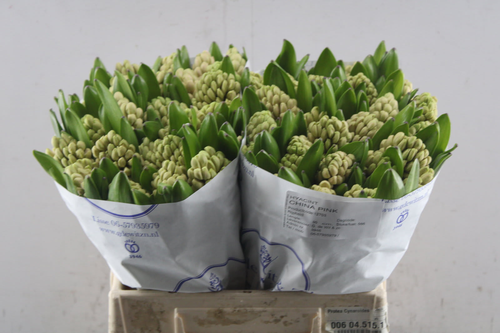 Срезанные цветы оптом Hyacinthus china pink от 50шт.. из Голландии с доставкой по России