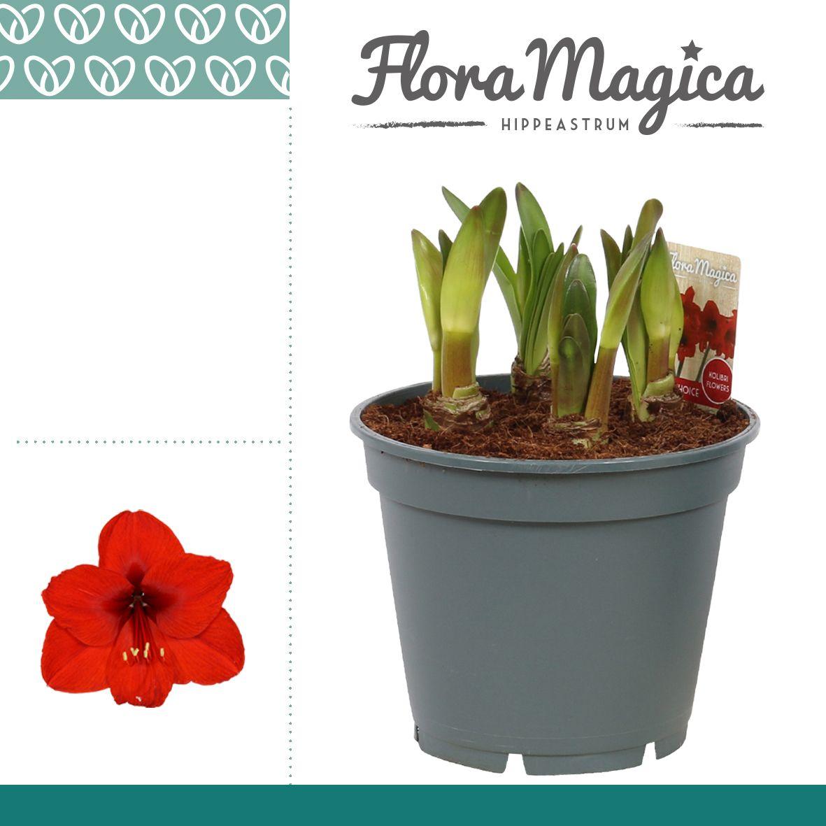 Горшечные цветы и растения оптом Hipp Multiflora Royal Red 6pp от 6шт из Голландии с доставкой по России