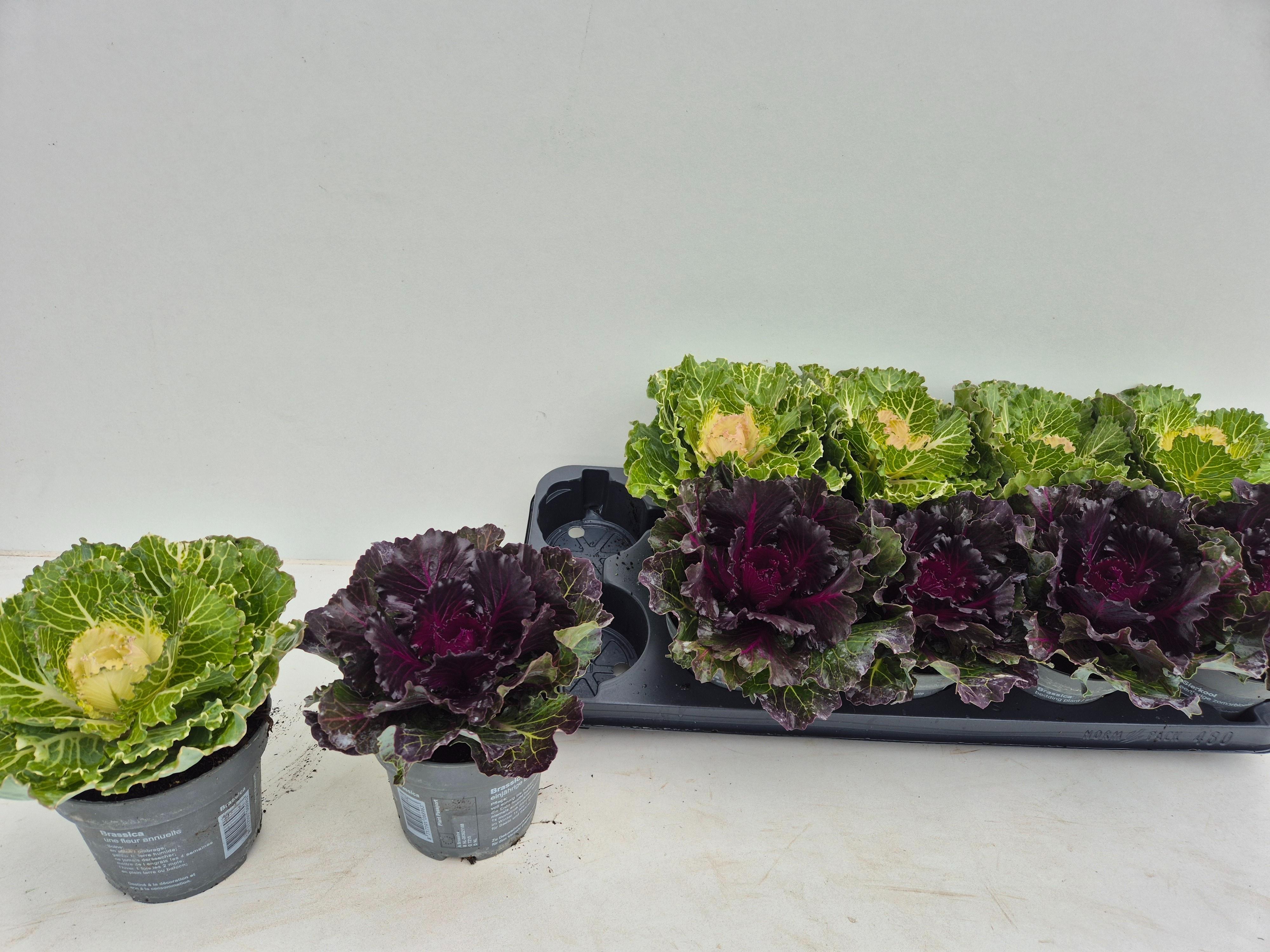 Горшечные цветы и растения оптом Brassica (sierkool) от 10шт из Голландии с доставкой по России