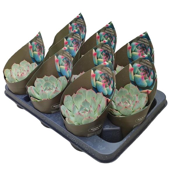 Горшечные цветы и растения оптом Echeveria Chihuahuensis Potcover от 9шт из Голландии с доставкой по России