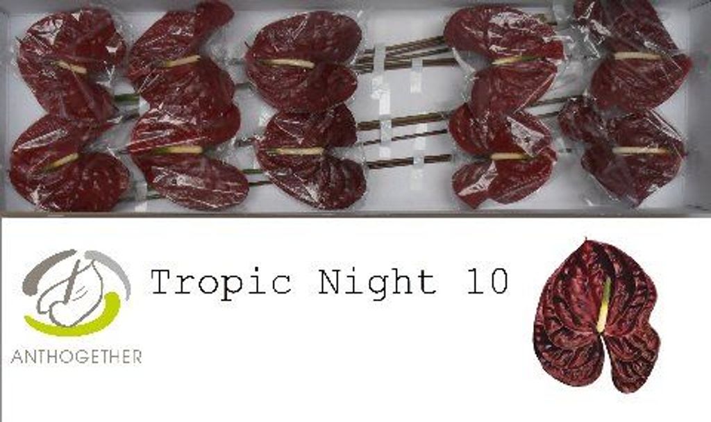 Срезанные цветы оптом Anthurium tropic night от 10шт из Голландии с доставкой по России