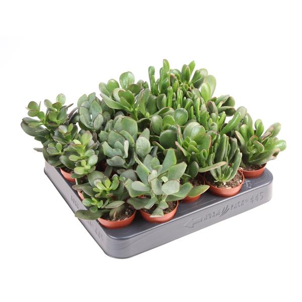 Горшечные цветы и растения оптом Crassula Mix от 20шт (для телеги) из Голландии с доставкой по России