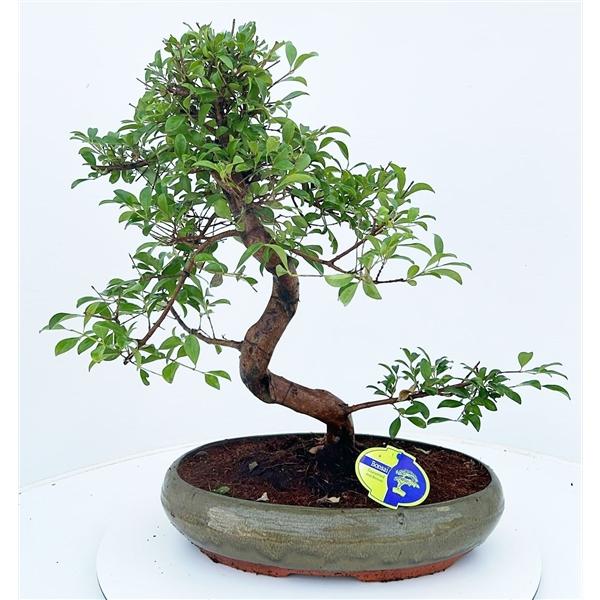 Горшечные цветы и растения оптом Bonsai Eugenia Uniflora от 1шт из Голландии с доставкой по России