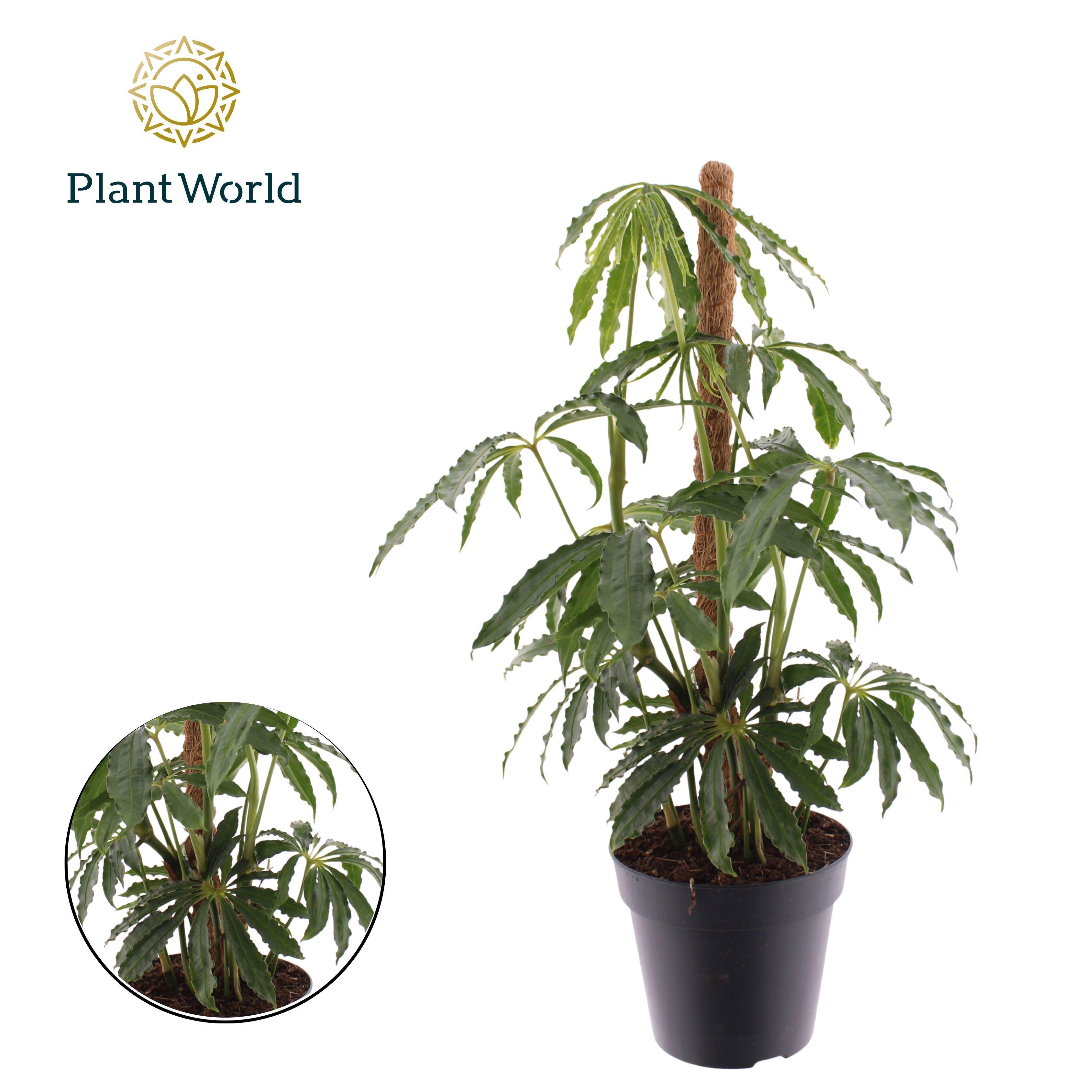Горшечные цветы и растения оптом Anthurium Polyschistum Mosspole от 10шт из Голландии с доставкой по России