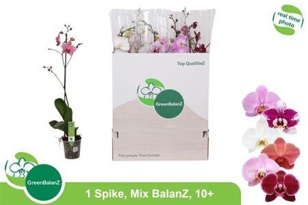 Горшечные цветы и растения оптом Phal Gem 1 Branche 10 Bloemen+++ от 12шт из Голландии с доставкой по России