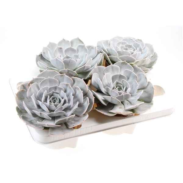 Горшечные цветы и растения оптом Echeveria Pollux Xxl от 4шт из Голландии с доставкой по России