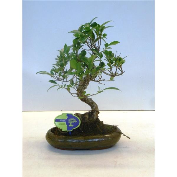 Горшечные цветы и растения оптом Bonsai Ficus Retusa S-shape Without Drip Tray от 4шт из Голландии с доставкой по России
