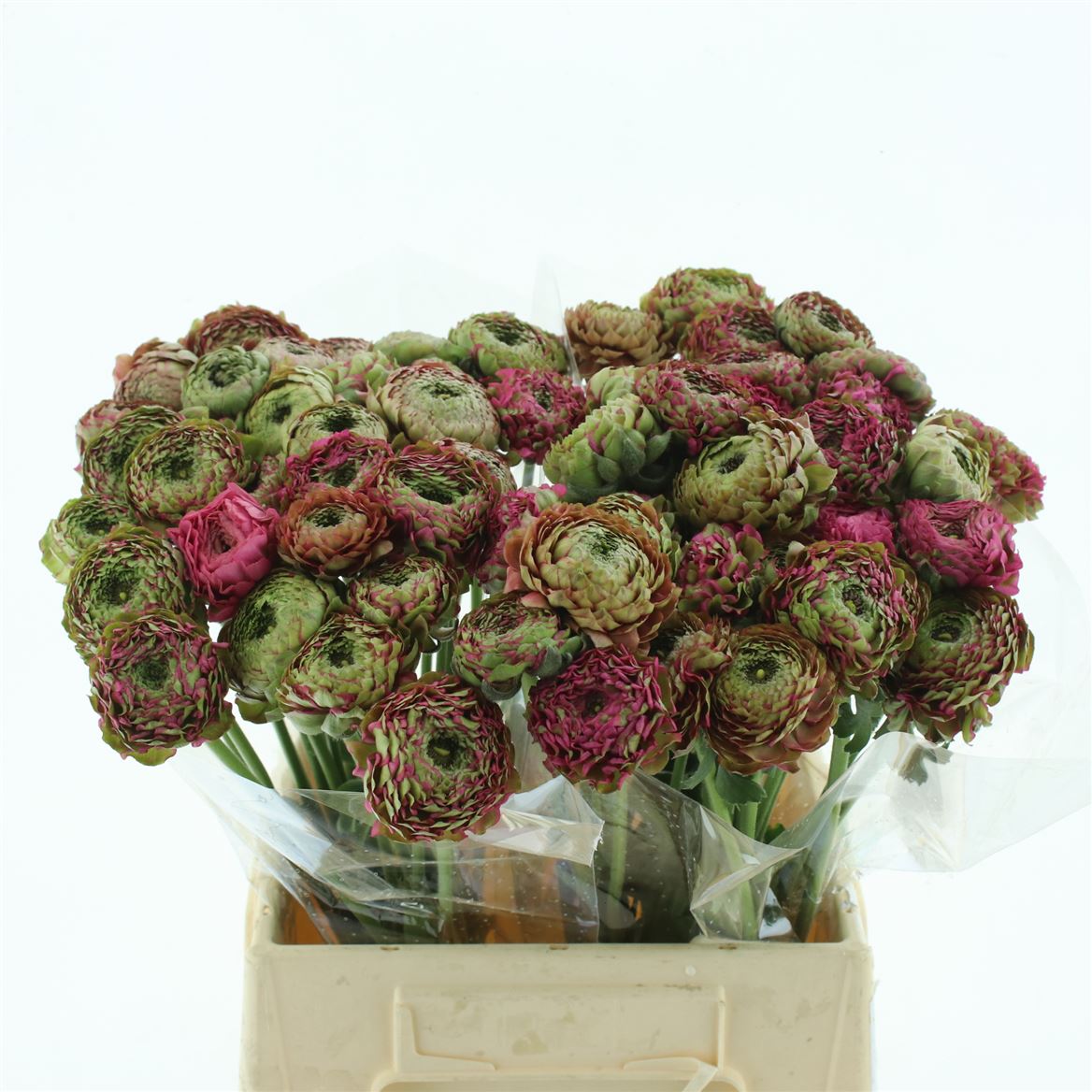 Срезанные цветы оптом Ranunculus pon pon aladdin от 60шт из Голландии с доставкой по России