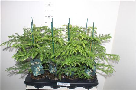 Горшечные цветы и растения оптом Arau Heterophyl от 8шт из Голландии с доставкой по России