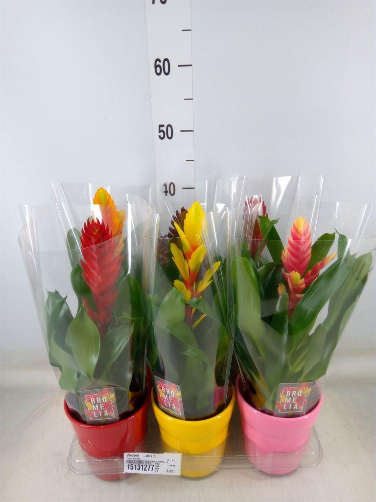 Горшечные цветы и растения оптом Vriesea   ...mix 6 от 6шт из Голландии с доставкой по России