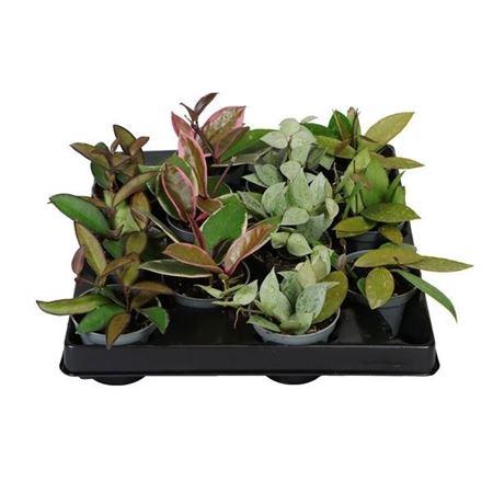 Горшечные цветы и растения оптом Hoya Mix от 12шт (для телеги) из Голландии с доставкой по России Горшечные цветы и растения оптом Hoya Mix от 12шт (для телеги) из Голландии с доставкой по России