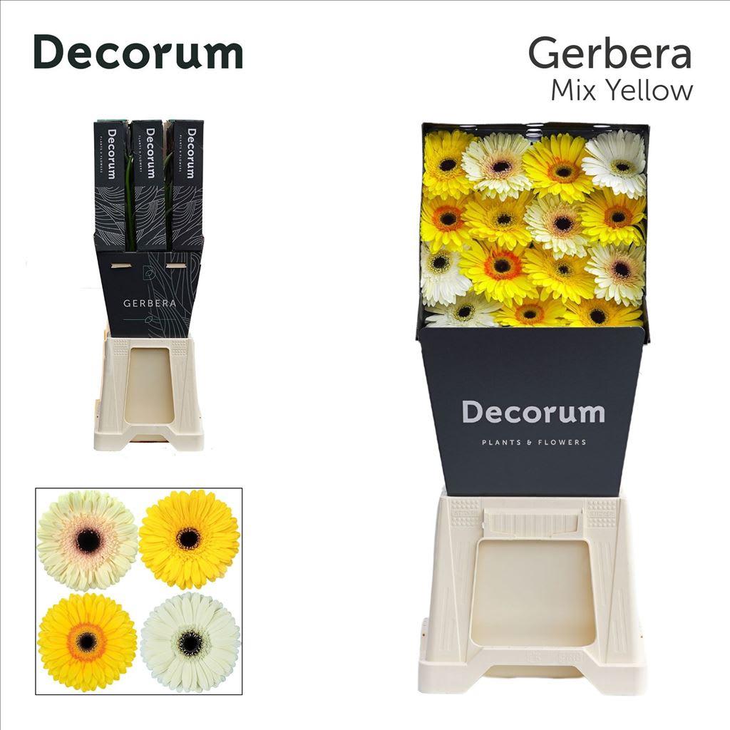 Срезанные цветы оптом Gerbera diamond mix yellow от 45шт из Голландии с доставкой по России