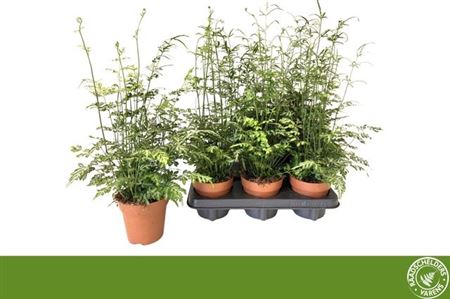 Горшечные цветы и растения оптом Pteris Evergemienis от 6шт из Голландии с доставкой по России