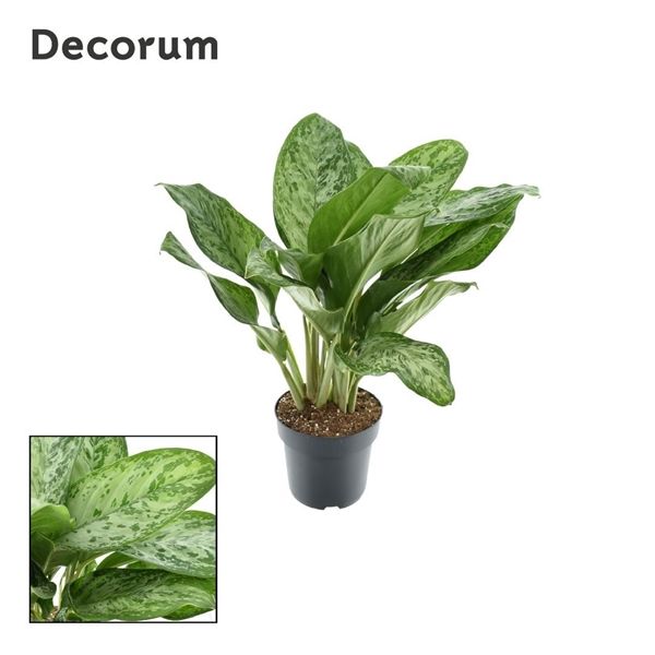 Горшечные цветы и растения оптом Aglaonema Greenlight (decorum) от 1шт из Голландии с доставкой по России