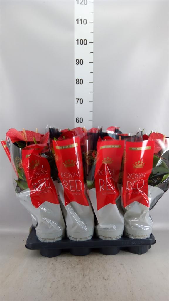 Горшечные цветы и растения оптом Anthurium Andr. querida от 8шт из Голландии с доставкой по России