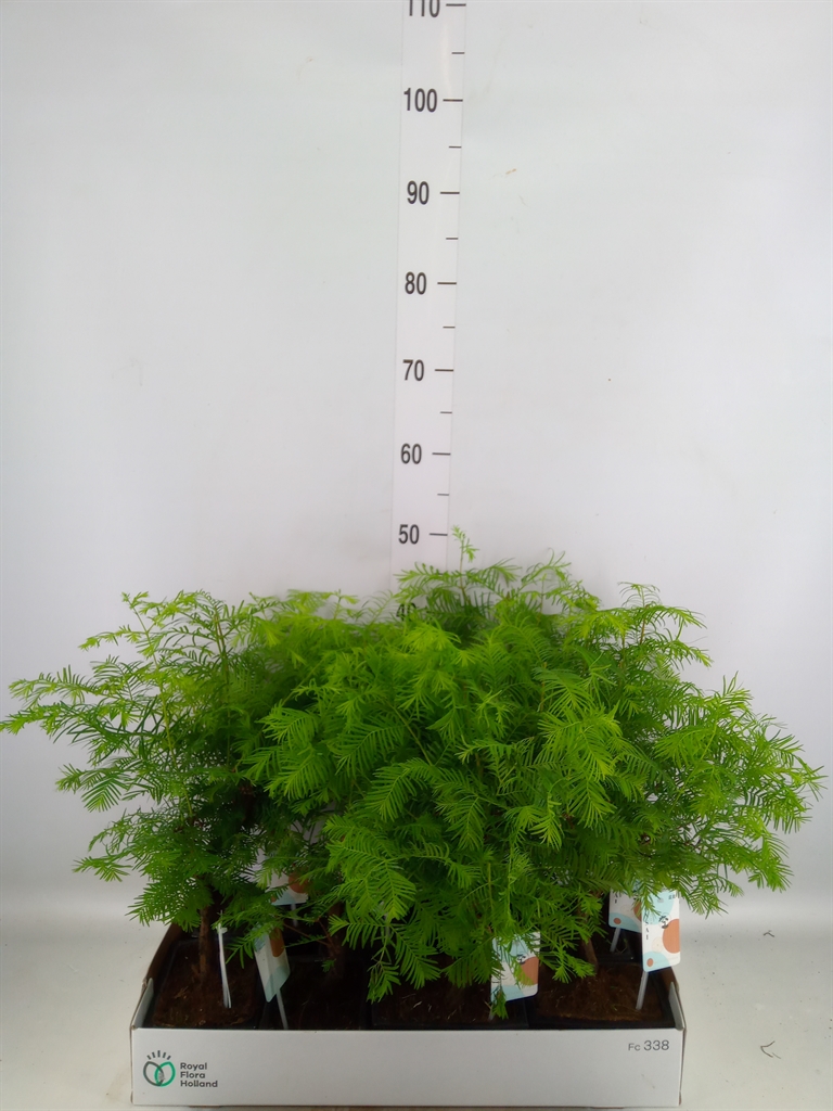 Горшечные цветы и растения оптом Bonsai   ... от 8шт из Голландии с доставкой по России