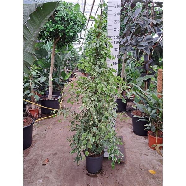 Горшечные цветы и растения оптом Ficus Be Golden King Piramide от 1шт из Голландии с доставкой по России