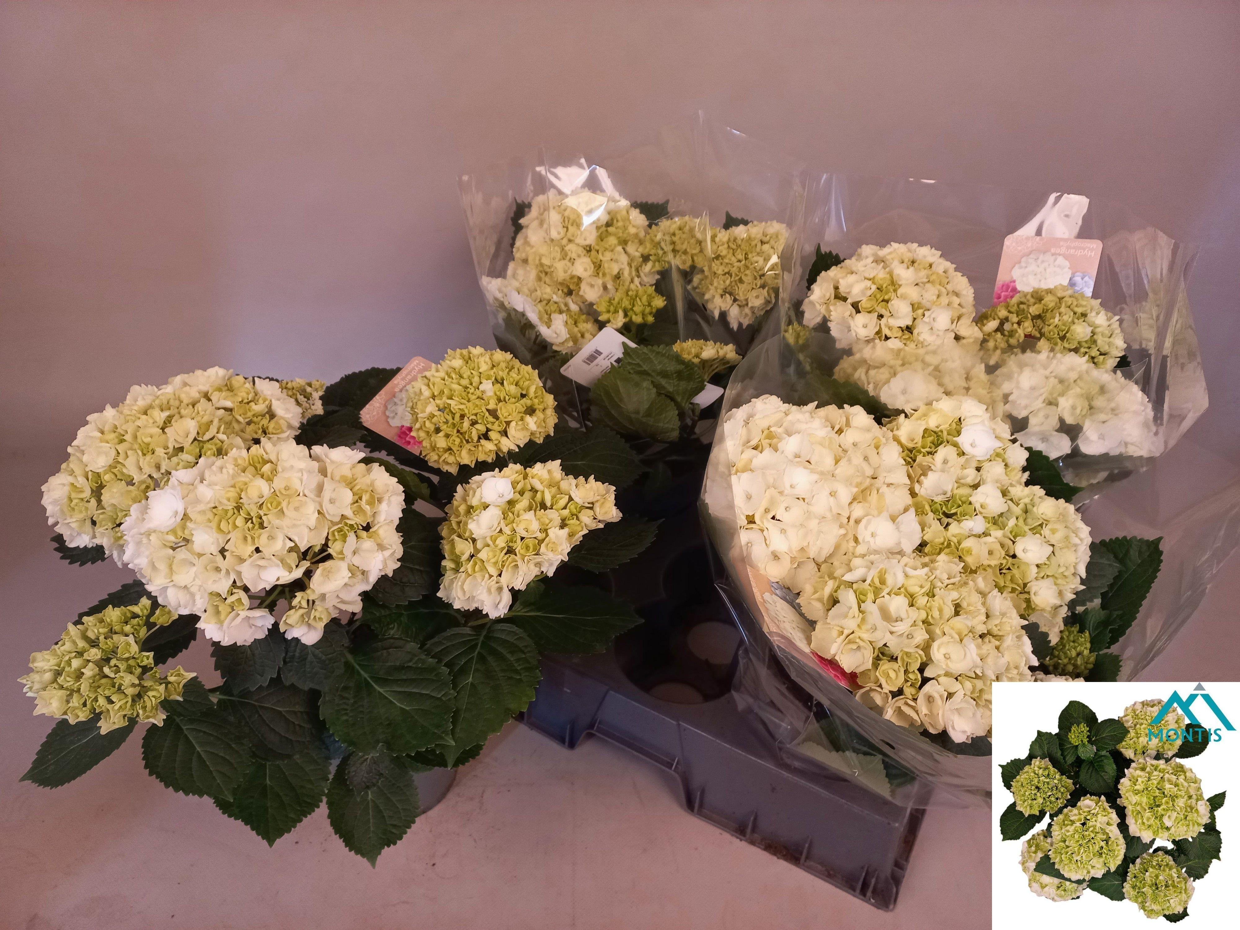 Горшечные цветы и растения оптом Hydr M Crystal Palac от 4шт из Голландии с доставкой по России